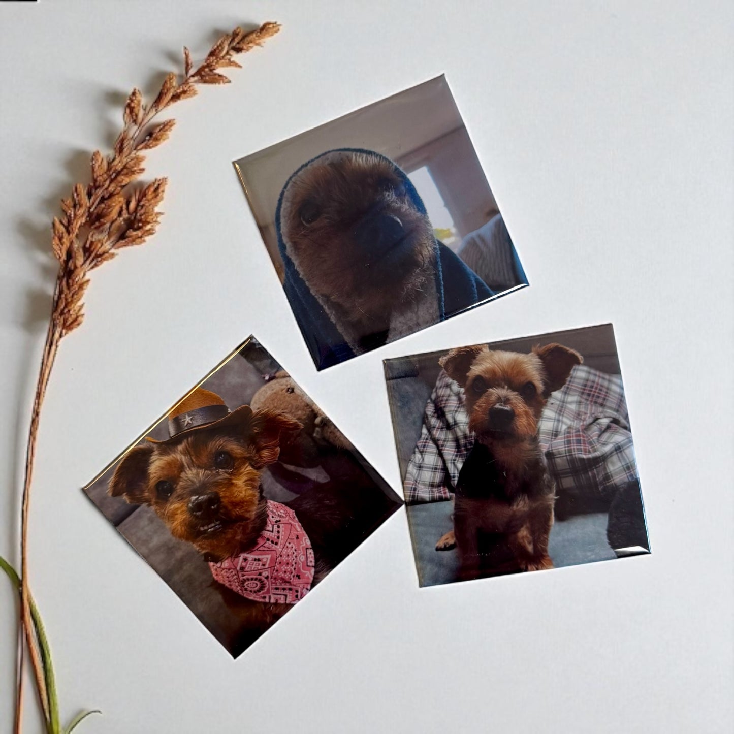 Fotomagnet 50×50 mm – individuell mit deinem Foto